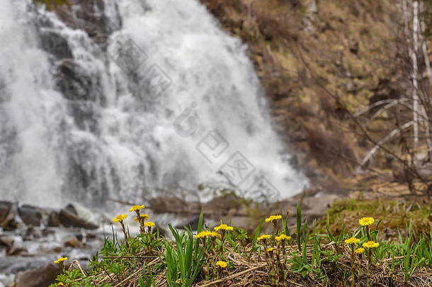 美丽的自然背景，第一朵春天的黄花，母亲和继母的特写镜头，背景是一片落水的佤邦