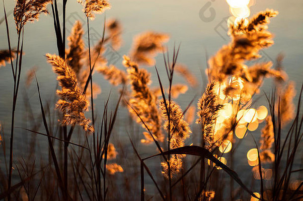 背景中美丽的金色日落处海滩草地的特写镜头。金色夕阳，浪漫，放松的概念。
