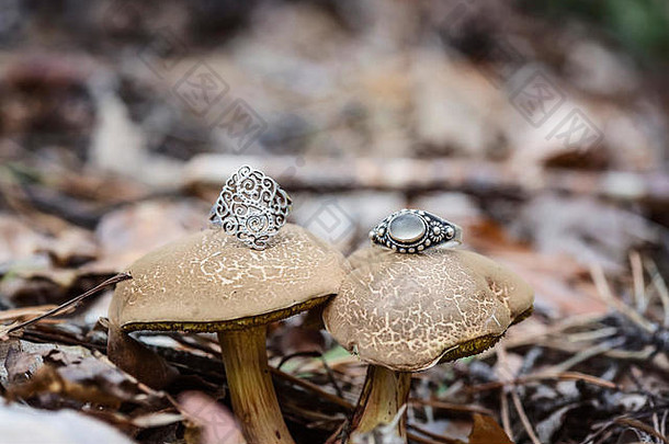 银环蘑菇秋天森林
