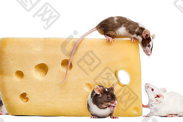 白色背景前，一大块奶酪上的老鼠，小家鼠