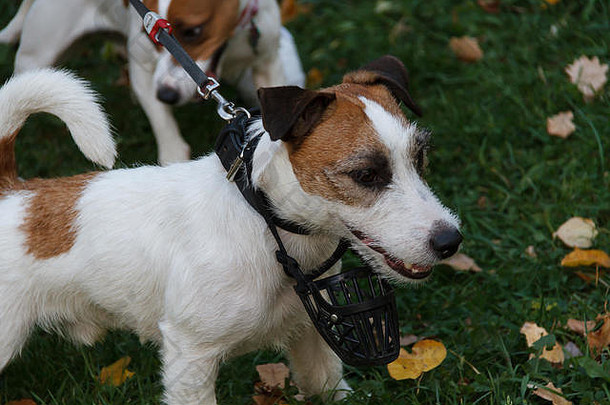 小狗杰克罗素梗走秋天公园可辨认的受欢迎的品种狗宠物无聊