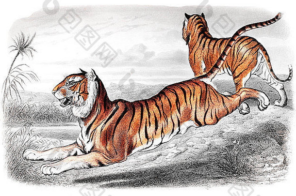 维多利亚时代雕刻老虎数字恢复图像mid-th世纪百科全书