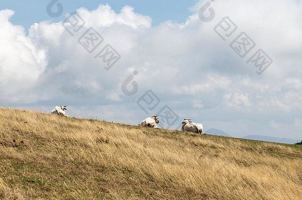 一群奶牛在一座山峰上，在一片乌云密布<strong>的深邃</strong>天空下