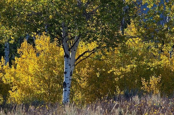 桦树在秋天呈黄色