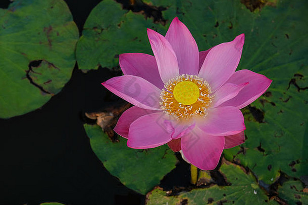 美丽的花朵背景。美丽的花朵<strong>粉红色</strong>的<strong>莲花</strong>，一个黄色的雌蕊与绿叶背景在清晨的池塘