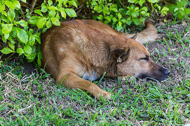 睡在草坪上的狗