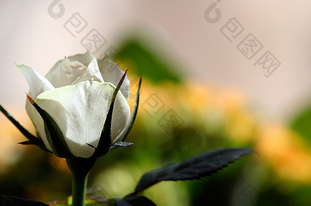 美丽的白<strong>玫瑰图片</strong>。