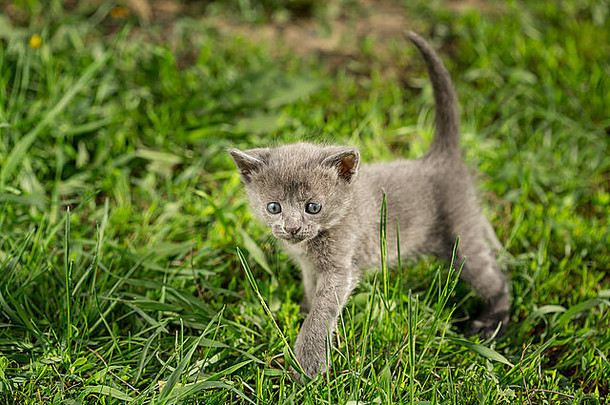 绿色草地上的小斑猫