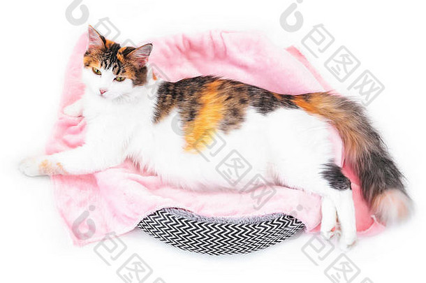 猫怀孕。怀孕的花布猫，大肚子躺在粉红色的布料上，看着相机。孤立白色背景