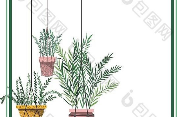 在macrame吊架上带有室内植物的框架