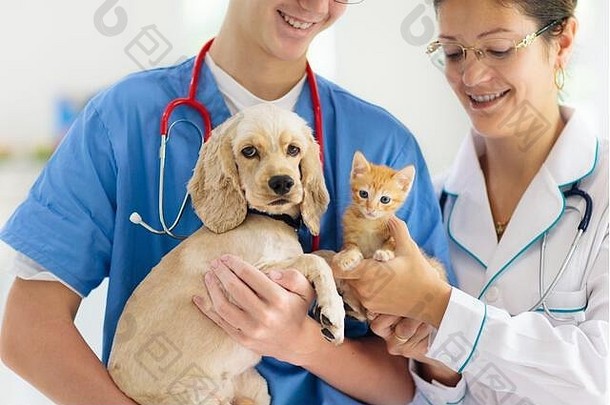 兽医检查狗猫小狗小猫兽医医生动物诊所宠物检查疫苗接种健康护理狗猫