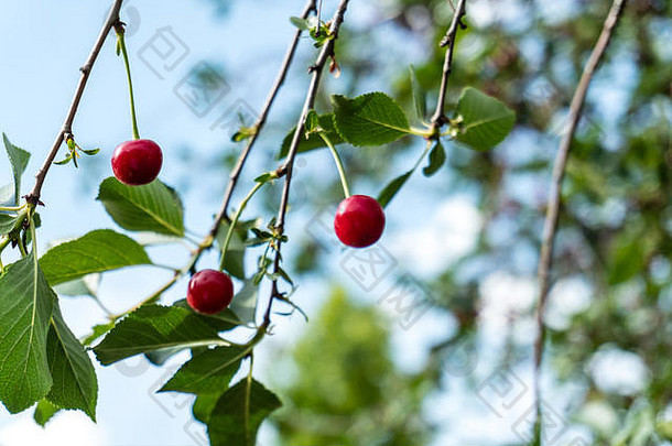 树上有叶子的红色成熟甜樱桃。