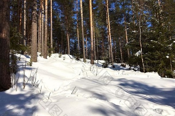 雪覆盖冬天森林沐浴阳光