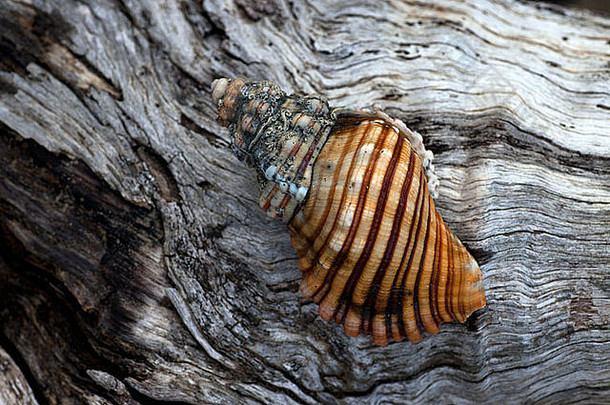 <strong>澳大利亚塔斯</strong>马尼亚岛风化树皮上的条纹贝壳