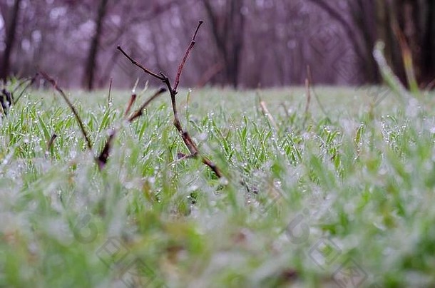 晨露洒在嫩绿的草地上。异常温暖的冬天。这张照片是2020年1月在乌克兰南部拍摄的。眼睛水平射击。