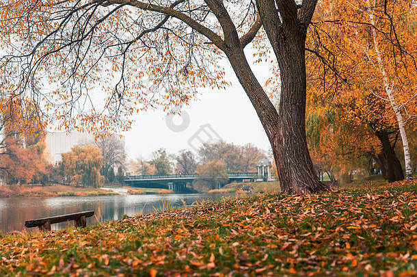 多彩的秋天公园。秋天公园里的黄叶秋树。贝尔戈罗德。俄罗斯联邦