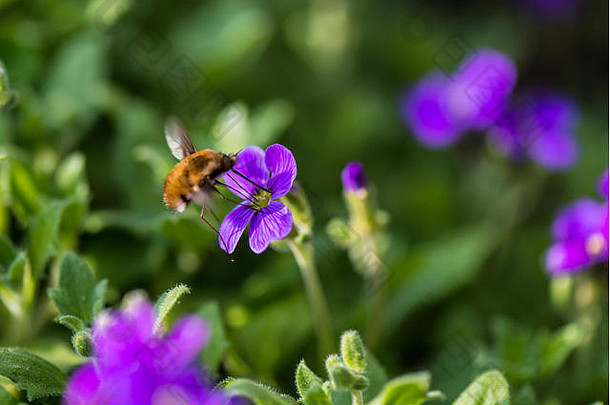 春天，一种深色<strong>边</strong>缘的蜂蝇（大孟买蜂属）从开花的欧布里埃塔采集花蜜