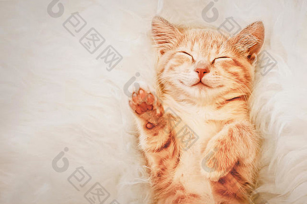 姜小猫提高了爪子梦想概念选择投票