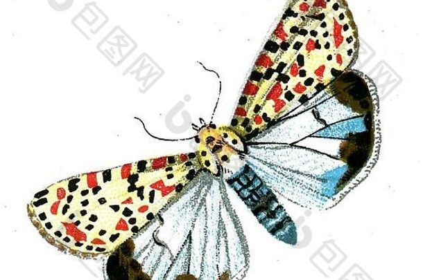 Deiopia pulchella-1895年彩版画，欧洲最著名的蝴蝶由F.Nemos创作