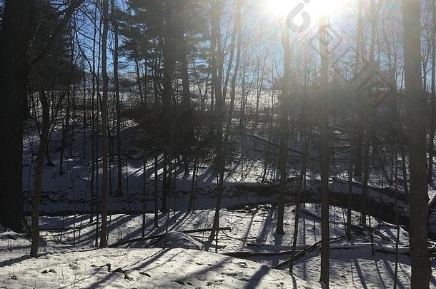 镜头耀斑太阳落叶树冬天雪地面小河运行森林雪覆盖试验