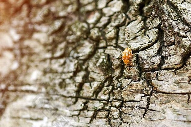 桦树上的黄色瓢虫。小瓢虫，瓢虫科。桦树林中爬在树干上的瓢虫