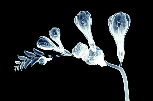 黑色小苍兰3d插图上一朵花的x射线图像