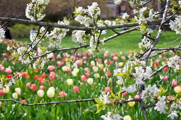 春天的郁金香和哭泣的樱桃树