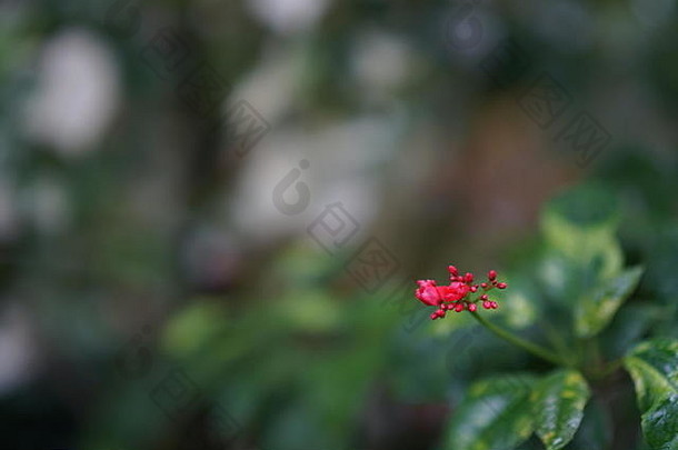 小红色的花
