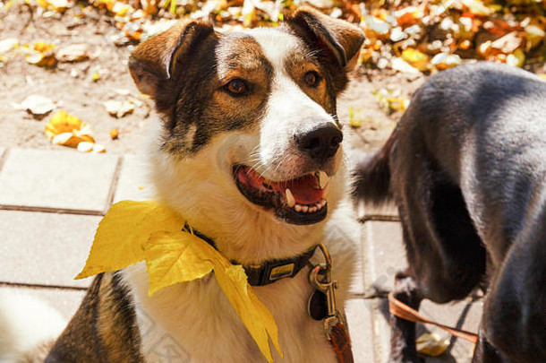 快乐狗微笑公园走秋天温暖的阳光明媚的一天