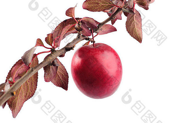 红色李子的果实，孤立于白色果实上。樱桃李