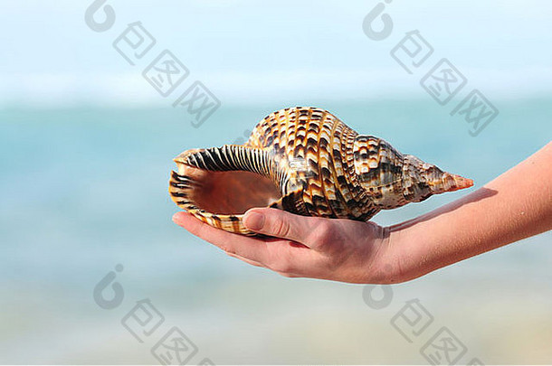 在热带海滩背景上，一只手拿着一个大贝壳