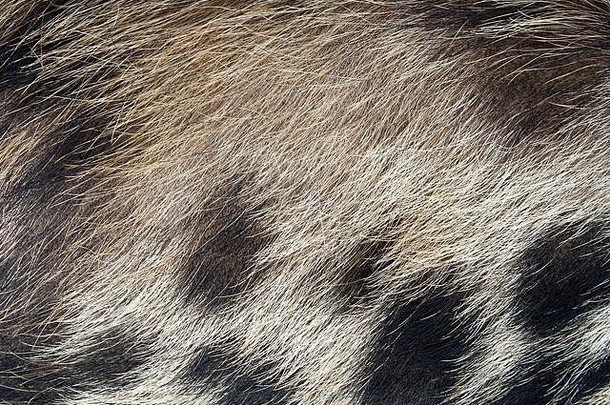 毛茸茸的猪皮纹理，近距离呈现斑点棕色黑白图案