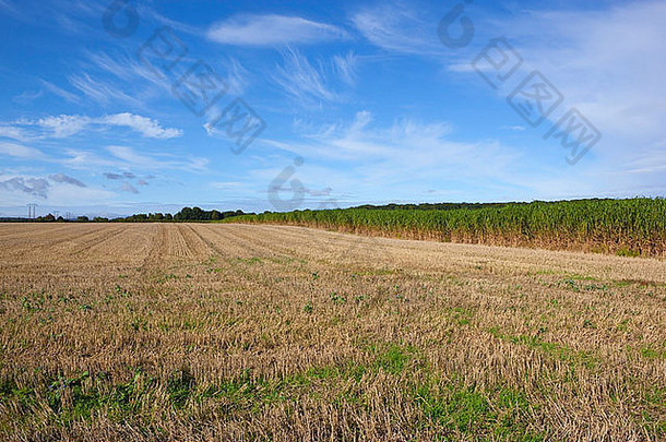 l<strong>英国风景</strong>，有碎茬田和象草，蓝天下有芒属植物