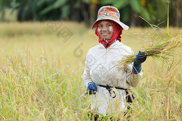 缅甸妇女在泰国北部收割水稻
