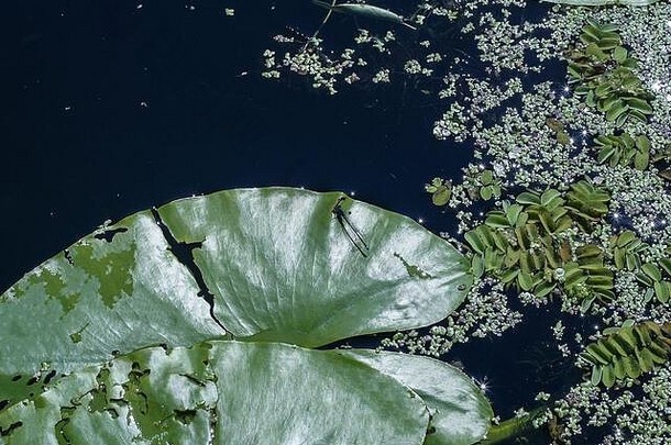 叶水莉莉睡莲水植物浮萍日益增长的湖照片晚上