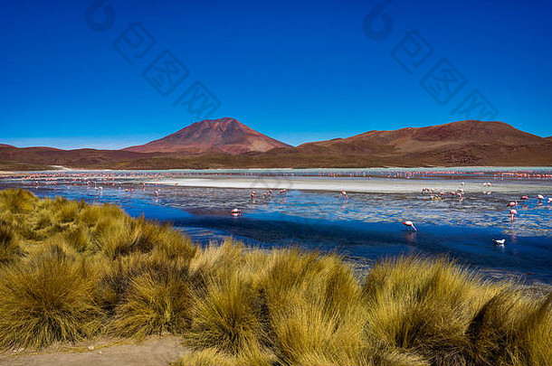 2017年8月在南美洲玻利维亚高原拍摄的照片：粉色火烈鸟拉古纳·赫迪翁达玻利维亚高原