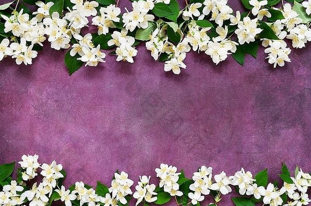 紫色背景上有茉莉花、Philadelphus或仿橙花。空间，俯视图。贺卡。夏季背景。