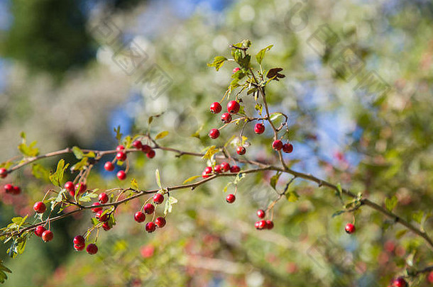 Crataegus单妇一般被称为山楂红色的浆果秋天