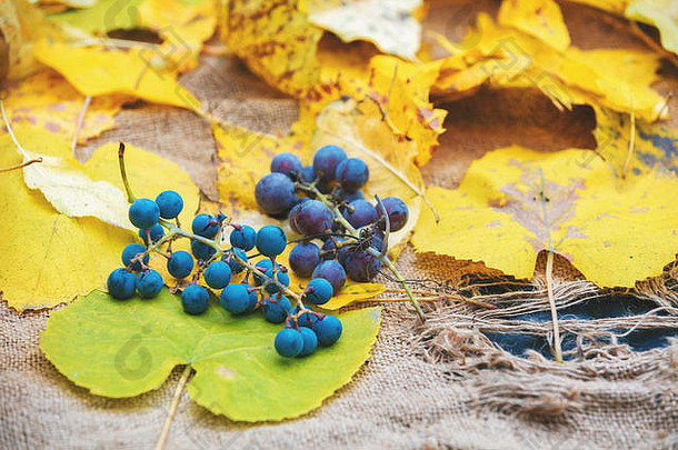 粗麻布上葡萄和落叶的秋季成分