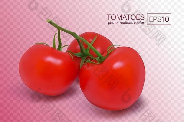 成熟的红色的西红柿分支