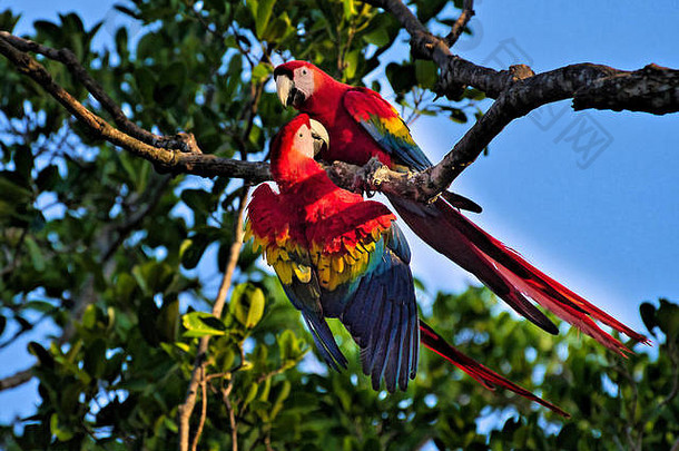 一对鲜红的金刚鹦鹉，这是在巴拿马拍摄的色彩鲜艳的<strong>鸟类图片</strong>
