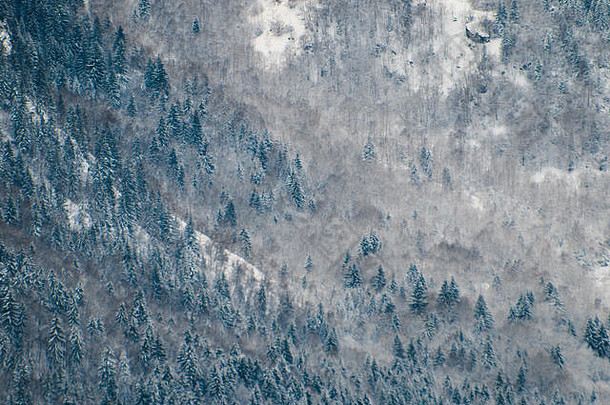 在下雪寒冷的冬天，陡峭的山上长满了白雪覆盖的树木，旁边是早晨冰冷的蒸汽中死去的树木。远镜头、对比和文本