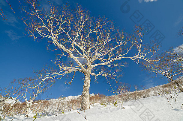 雪中的树木，冬季景观-萨哈林岛，俄罗斯。