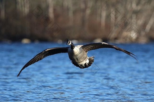 冬天，一只孤独的加拿大鹅布兰塔·加那迪斯在蓝色的湖面上飞翔