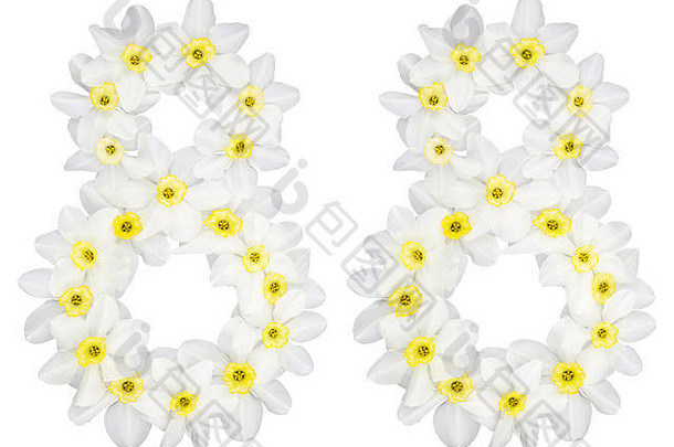 数字八十自然白色花水仙花那喀索斯孤立的白色背景