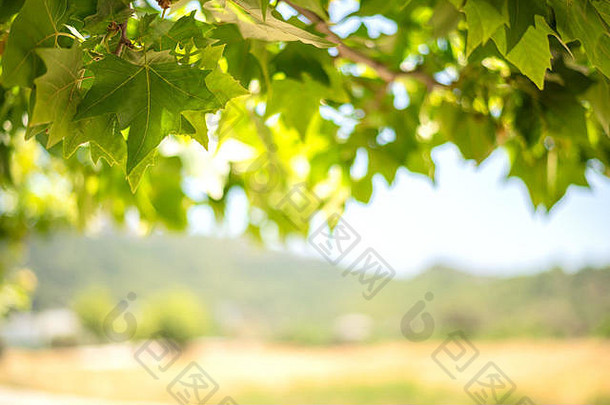 绿色背景叶子枫木树水果阳光明媚的一天