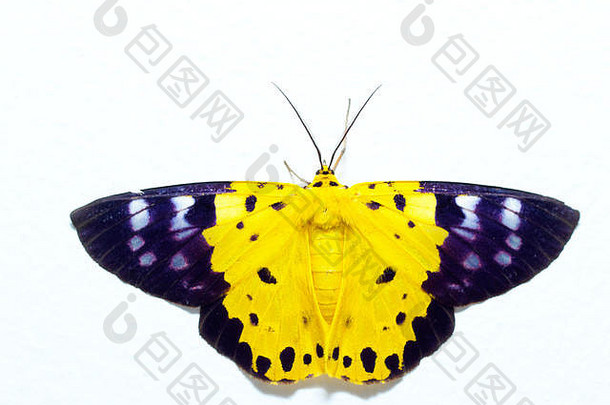 黄、黑、白蛾，一种与蝴蝶相似的昆虫，在白色背景上隔离