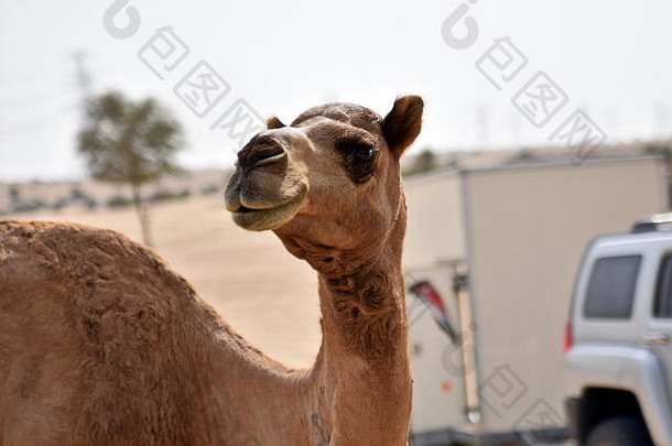 骆驼<strong>迪拜</strong>沙漠一天<strong>迪拜</strong>曼联阿拉伯阿联酋航空公司