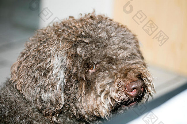 棕色意大利狗宏肖像品种松露狩猎拉各托罗马格诺洛