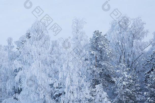 被雪覆盖的<strong>树</strong>
